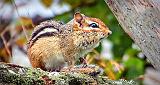 Chipmunk On A Split Rail_DSCF21327